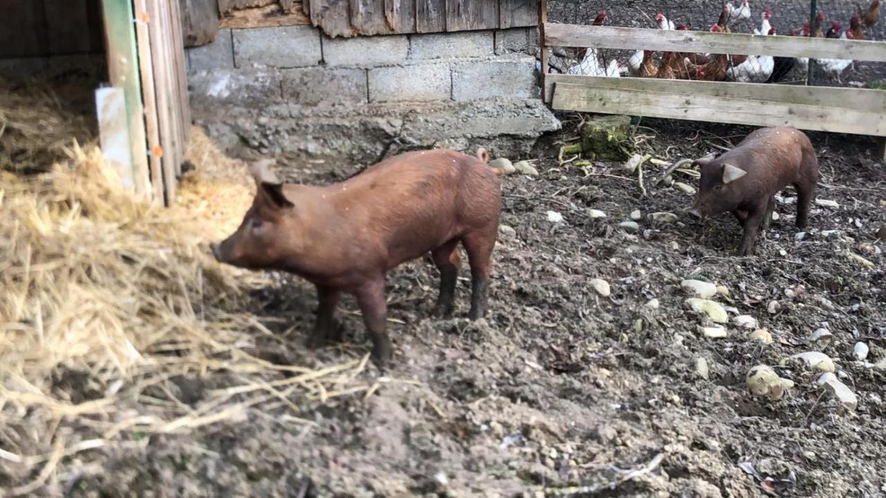 Ferienhof Weber Nieratz Wangen im Allgäu Exterior foto